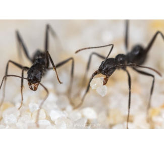 Des fourmis ouvrières